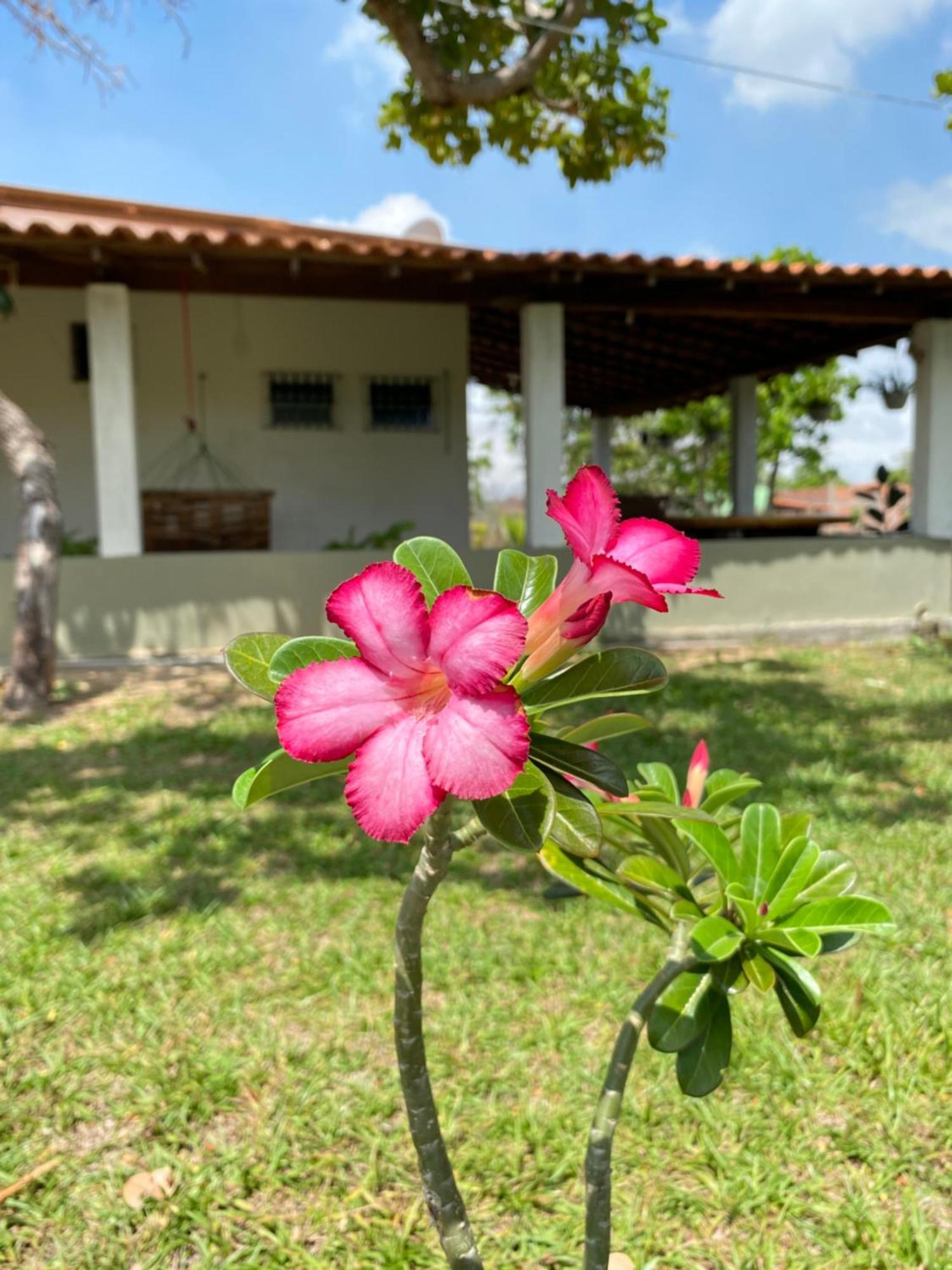 Villa Chale A 4Km Do Centro Com Wi-Fi à Balaclava Extérieur photo